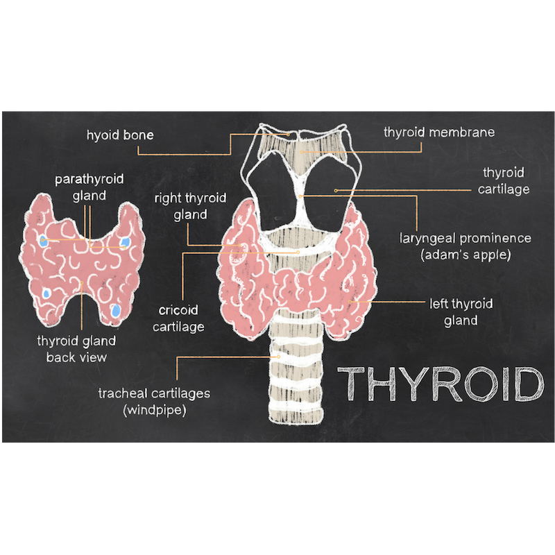 Thyroid Foods and Nutrients