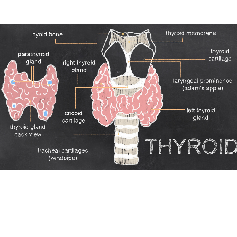 How To Know If You Have a Thyroid Issue