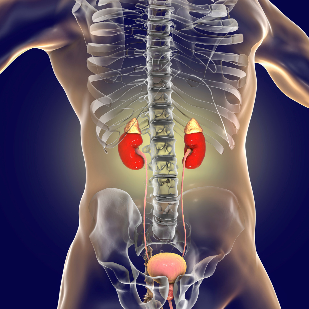 Adrenal Glands