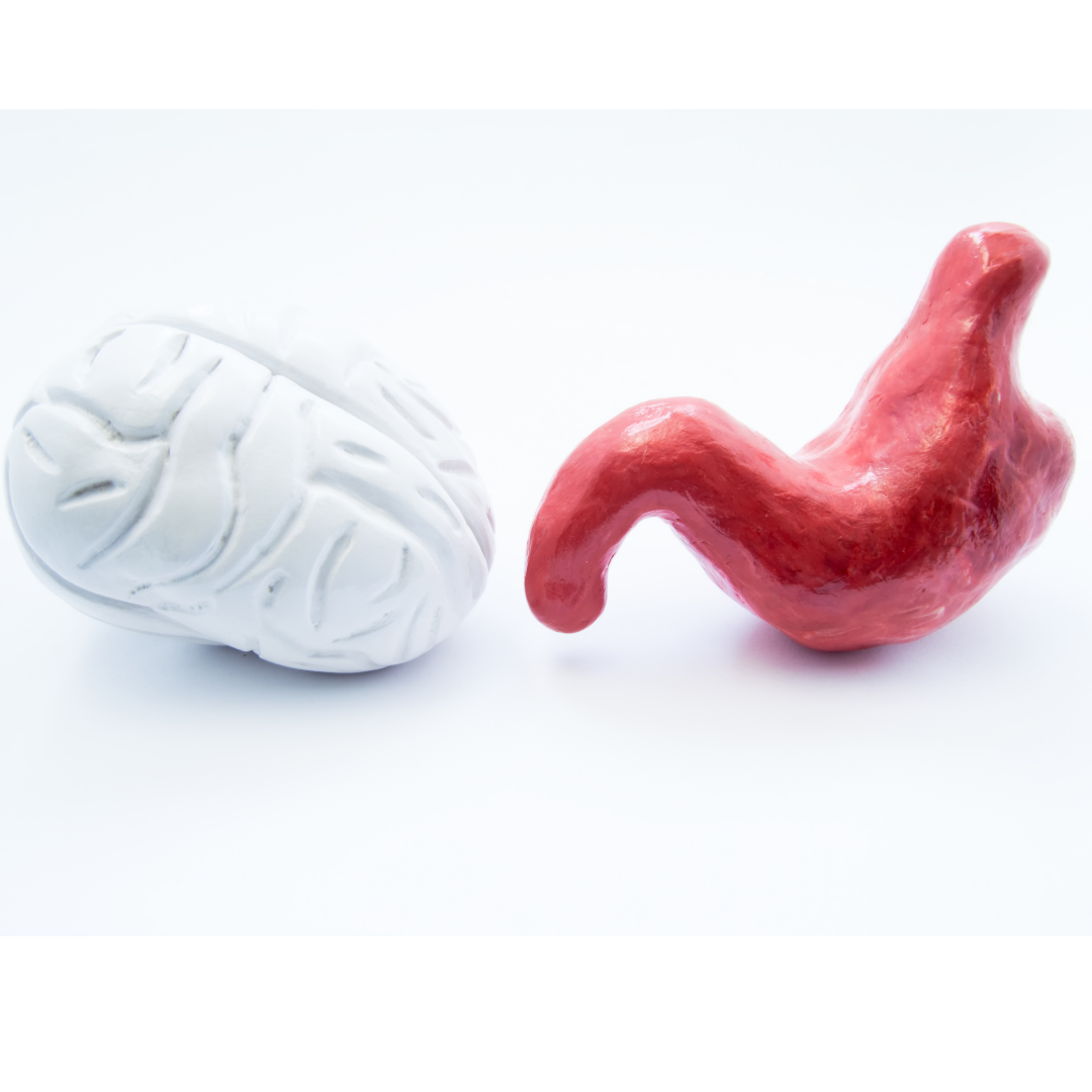 Gut Brain Immune Connection